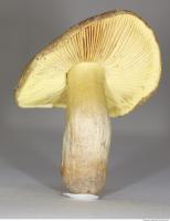 Photo Texture of Mushroom 0011